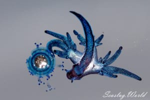 アオミノウミウシ Glaucus atlanticus