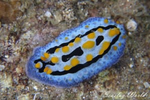 ソライロイボウミウシ Phyllidia coelestis