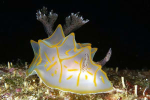 キスジカンテンウミウシ Halgerda diaphana