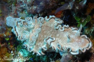 タヌキイロウミウシ Glossodoris hikuerensis