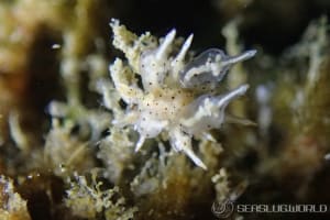 ホシアカリミノウミウシ Eubranchus sp. 5