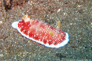 チリメンウミウシ Goniobranchus reticulatus