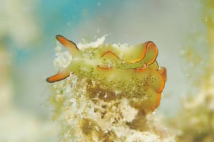 コノハミドリガイ Elysia marginata