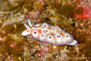 ヒョウモンウミウシ Goniobranchus leopardus