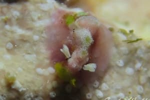 ビワガタナメクジ Dolabrifera dolabrifera