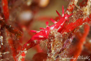 アカイバラウミウシ Ceratodoris kondoi