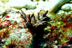 Bornella anguilla