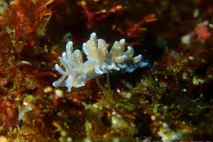 Phyllodesmium crypticum