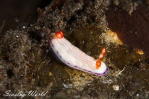 ヒュプセロドーリス・キャサリンアエ Hypselodoris katherinae