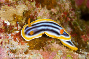 クロシオイロウミウシ Chromodoris sp. 3