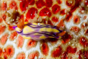 ソヨカゼイロウミウシ Hypselodoris zephyra