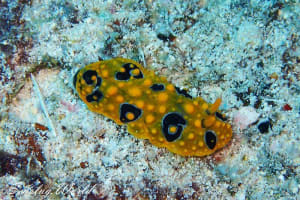 キイロイボウミウシ Phyllidia ocellata