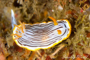 クロスジウミウシ Chromodoris sp. 6