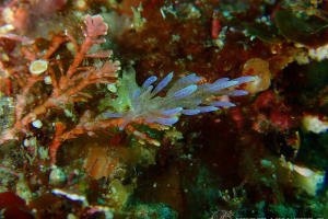 Phyllodesmium macphersonae