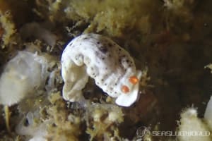 オトメウミウシ Dermatobranchus otome