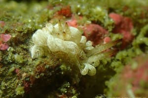 セラトドーリス・テヌイフィブラータ Ceratodoris tenuifibrata