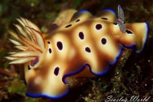 マダライロウミウシ Hypselodoris tryoni