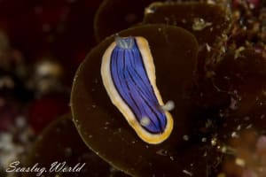 コンガスリウミウシ Chromodoris sp. 1