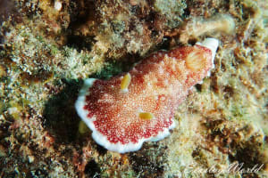 チリメンウミウシ Goniobranchus reticulatus