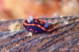 クロスジリュウグウウミウシ属の一種 3 Nembrotha sp. 3