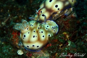 マダライロウミウシ Hypselodoris tryoni