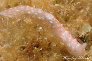 Gymnodoris sp. 5