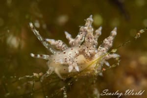 Eubranchus sp. 5