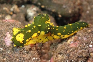 フイリレモンウミウシ Notodoris gardineri