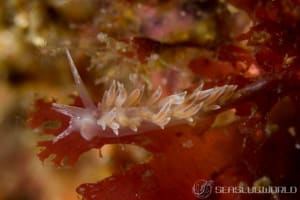 Eubranchus sp.20