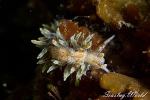 ホリミノウミウシ Eubranchus horii