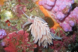 サクラミノウミウシ Sakuraeolis sakuracea