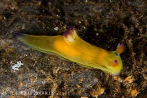 ニシキリュウグウウミウシ属の仲間 Tambja spp.