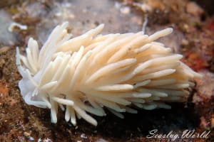 フィロデスミウム・ヒュアリヌム Phyllodesmium hyalinum