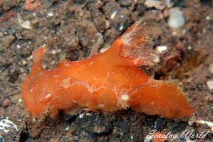 アカネヒカリウミウシ Plocamopherus maculapodium