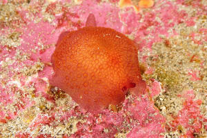 カメノコフシエラガイ Pleurobranchus peronii