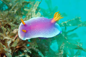 Hypselodoris apolegma