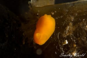 キヌハダウミウシ Gymnodoris inornata