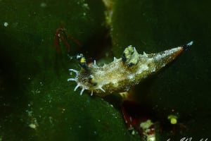 Polycera sp. 4