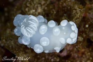 Gymnodoris sp. 1