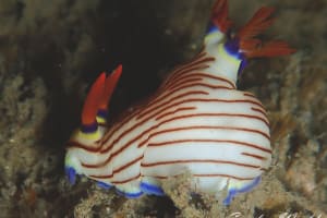 クロスジリュウグウウミウシ Nembrotha sp. 5