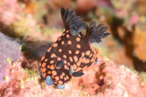 ベニゴマリュウグウウミウシ Nembrotha sp. 1