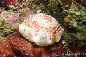 サラサウミウシ Goniobranchus sp.16