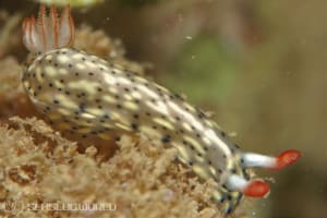 ホシゾラウミウシ Hypselodoris infucata