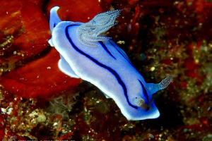 ミゾレウミウシ Chromodoris willani