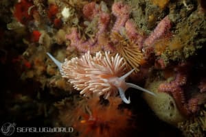 サクラミノウミウシ Sakuraeolis sakuracea