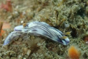 ソヨカゼイロウミウシ Hypselodoris zephyra