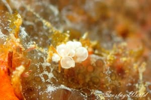 イナバミノウミウシ Eubranchus inabai