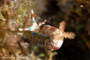 Nembrotha lineolata