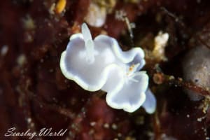 シロタエイロウミウシ Glossodoris buko