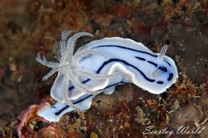 ミゾレウミウシ Chromodoris willani